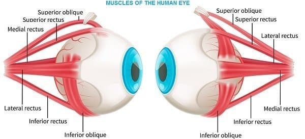 muscles of human eye