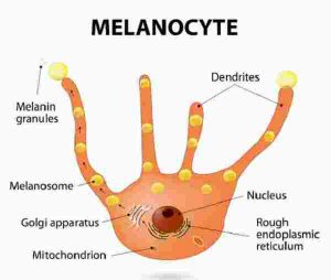 melanocyte